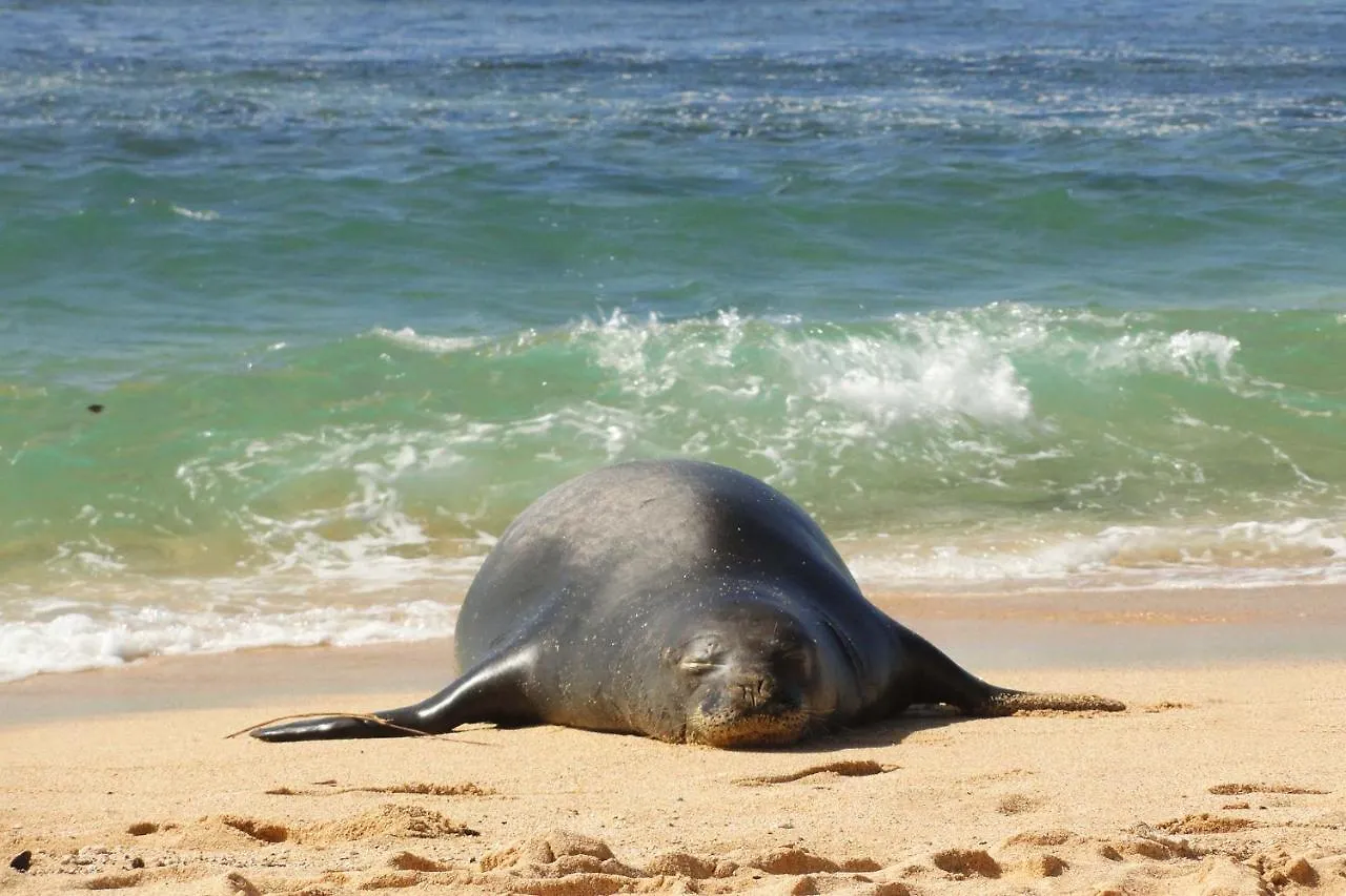 Kiahuna Lani At Poipu كولو